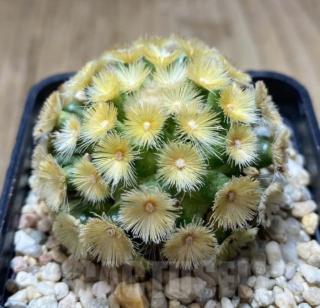 SHPR39399 Mammillaria carmenae “Buddha” yellow - Imagen 2
