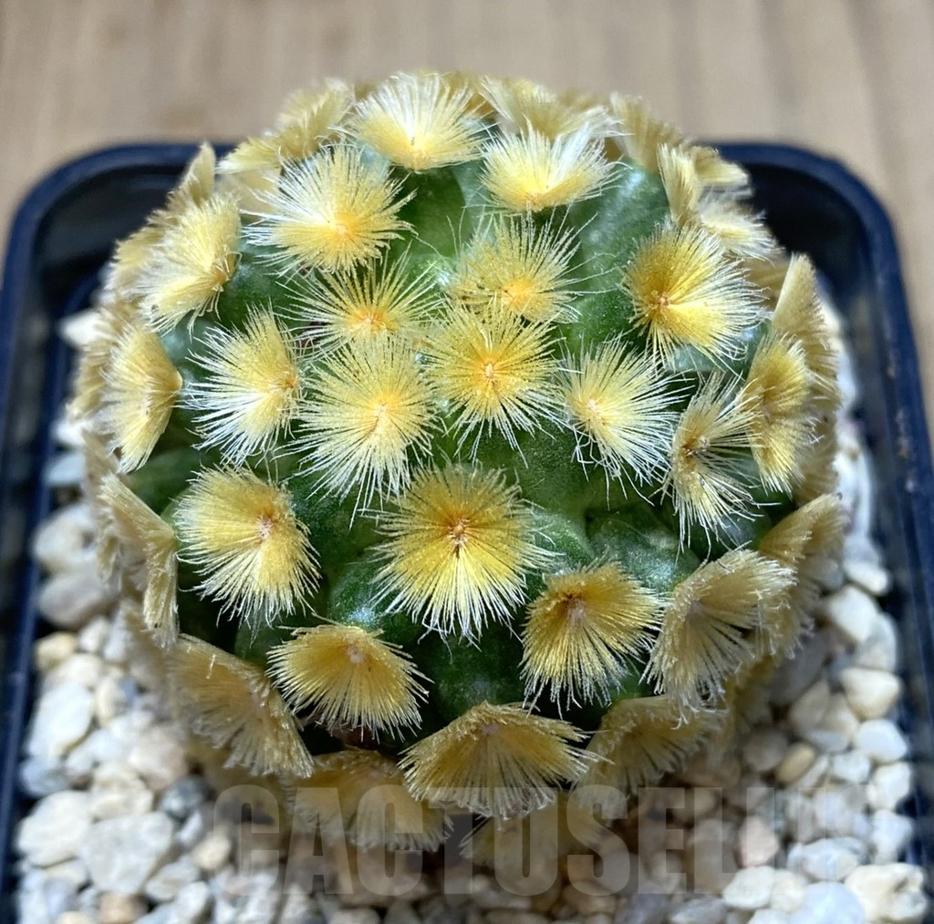 SHPR39400 Mammillaria carmenae “Buddha” yellow