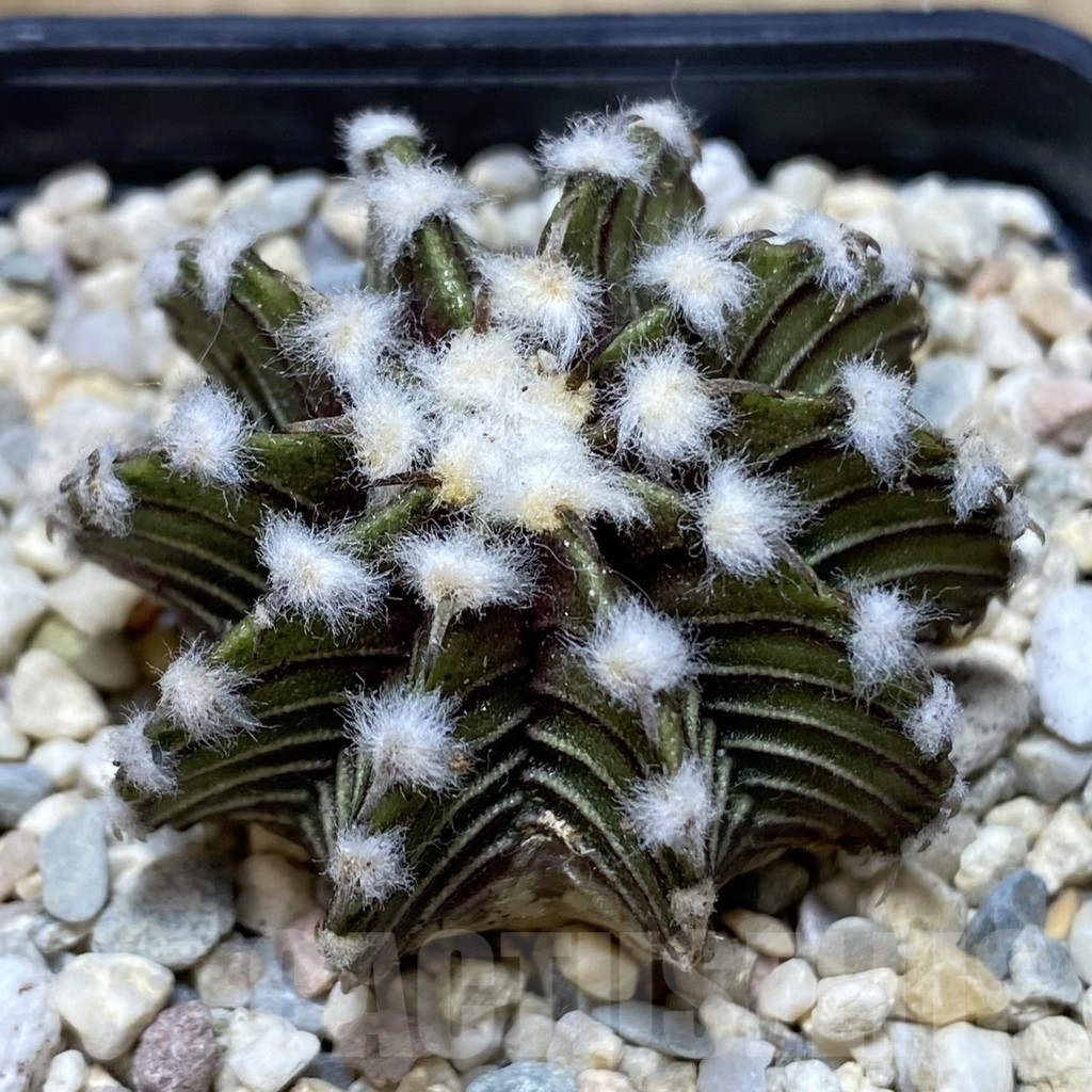 SHPR39417 Gymnocalycium friedrichii VOS 1241 select form seedling