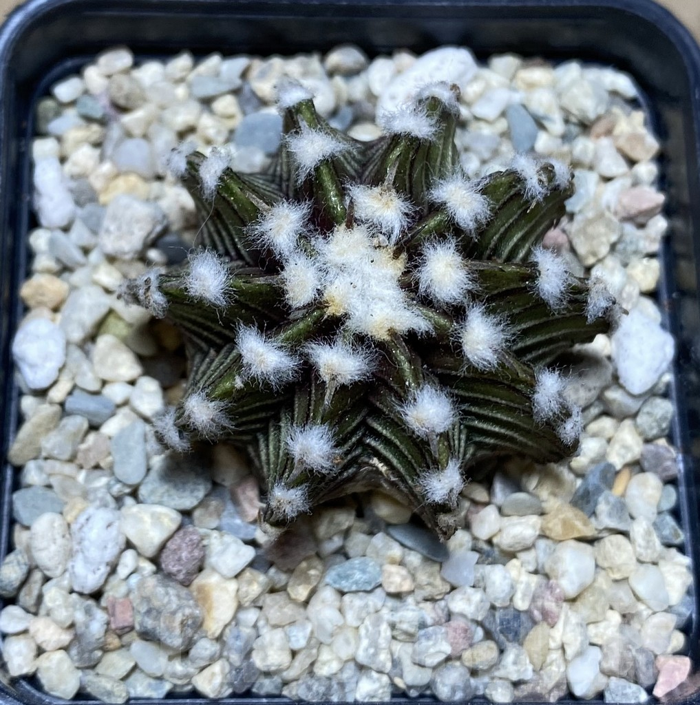 SHPR39417 Gymnocalycium friedrichii VOS 1241 select form seedling – Bild 2