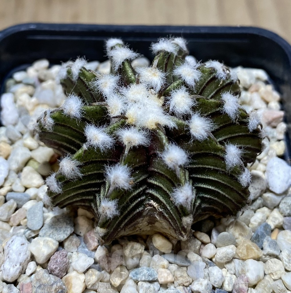 SHPR39417 Gymnocalycium friedrichii VOS 1241 select form seedling – Bild 3