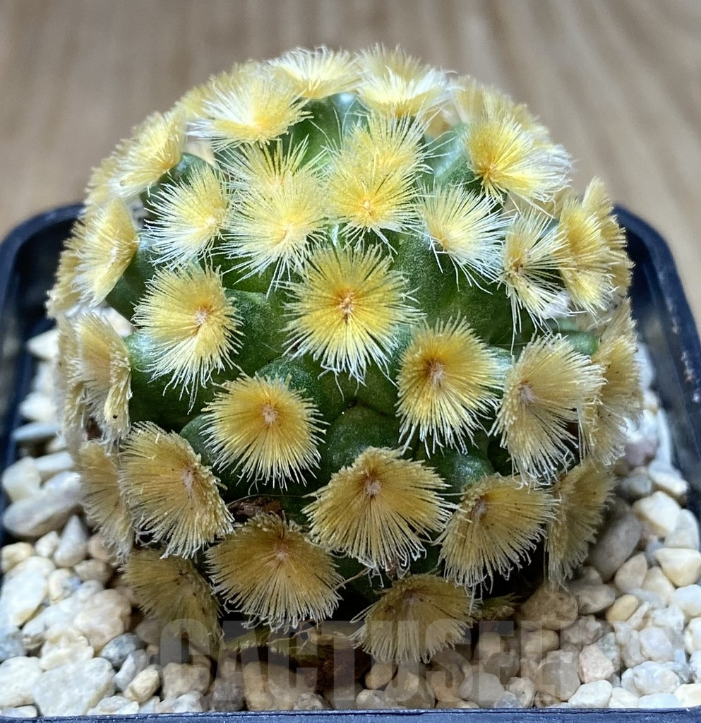 SHPR39400 Mammillaria carmenae “Buddha” yellow - Obrázek 2