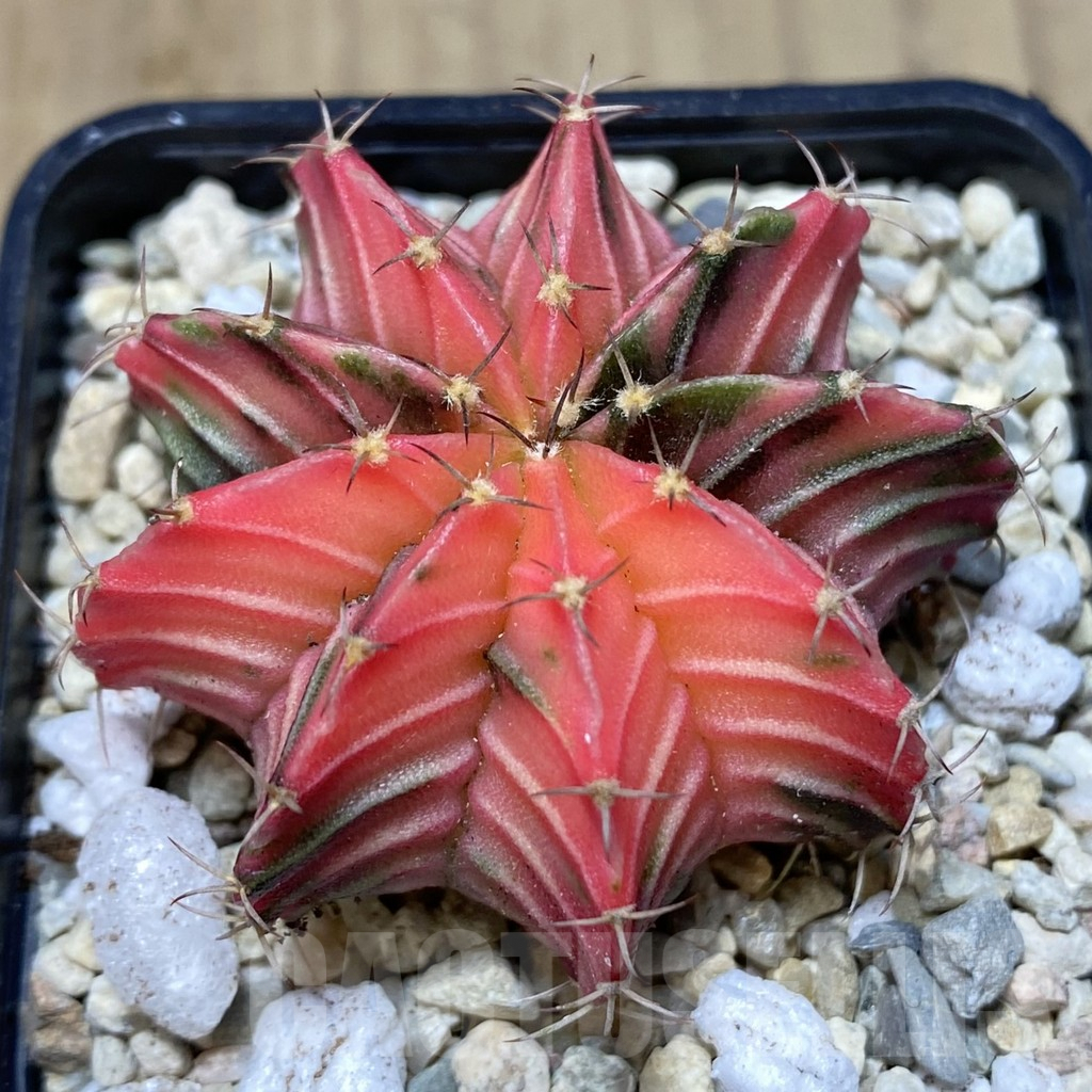 SHPR39420 Gymnocalycium friedrichii LB f. variegata seedling