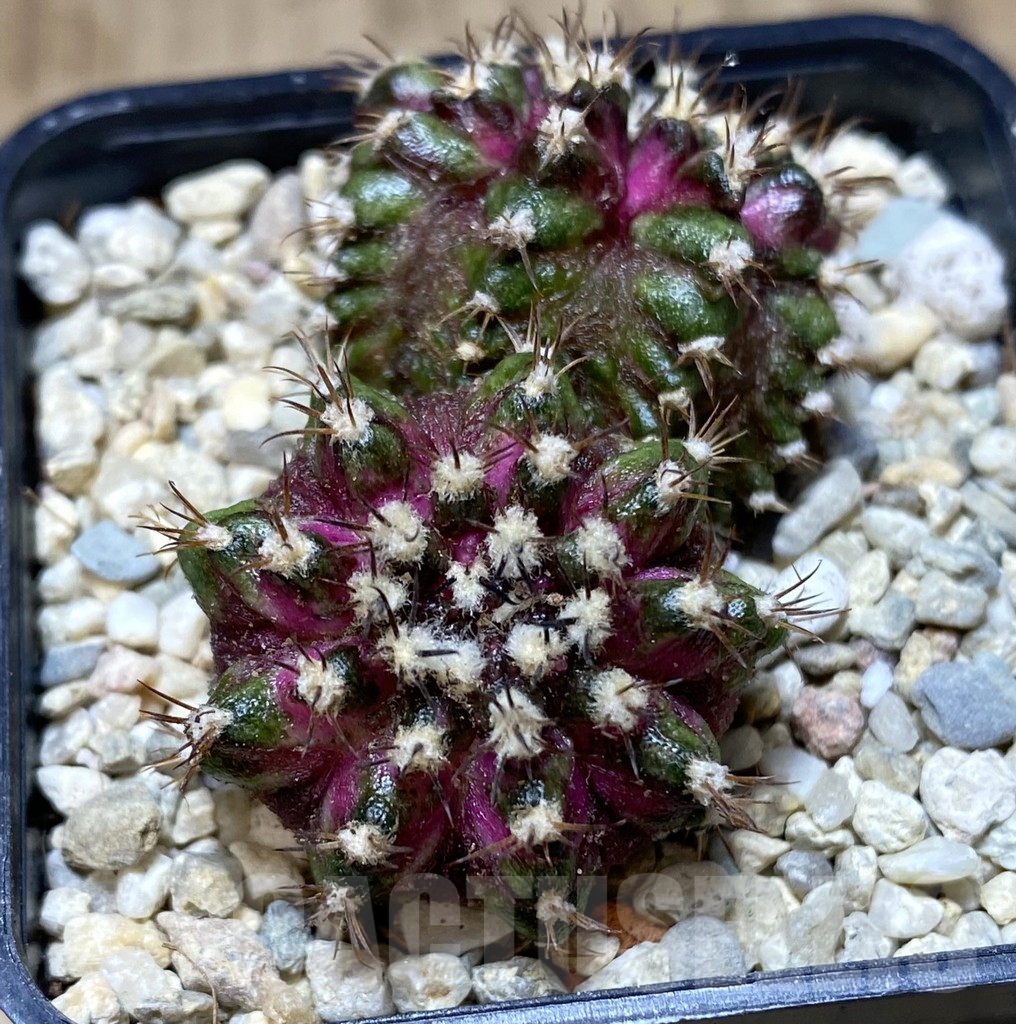 SHPR39423 Gymnocalycium mihanovichii T-Lux