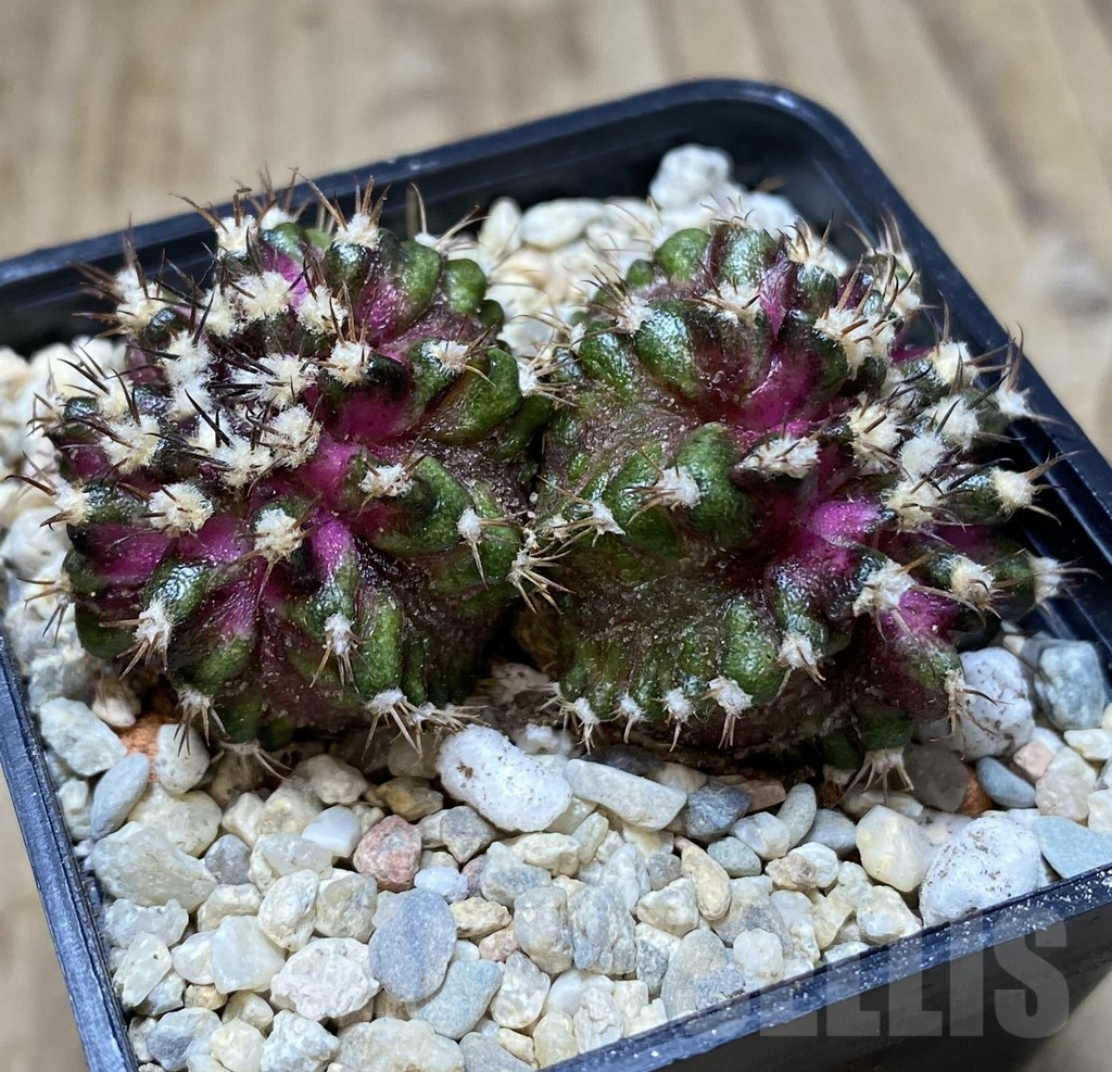 SHPR39423 Gymnocalycium mihanovichii T-Lux – Bild 2