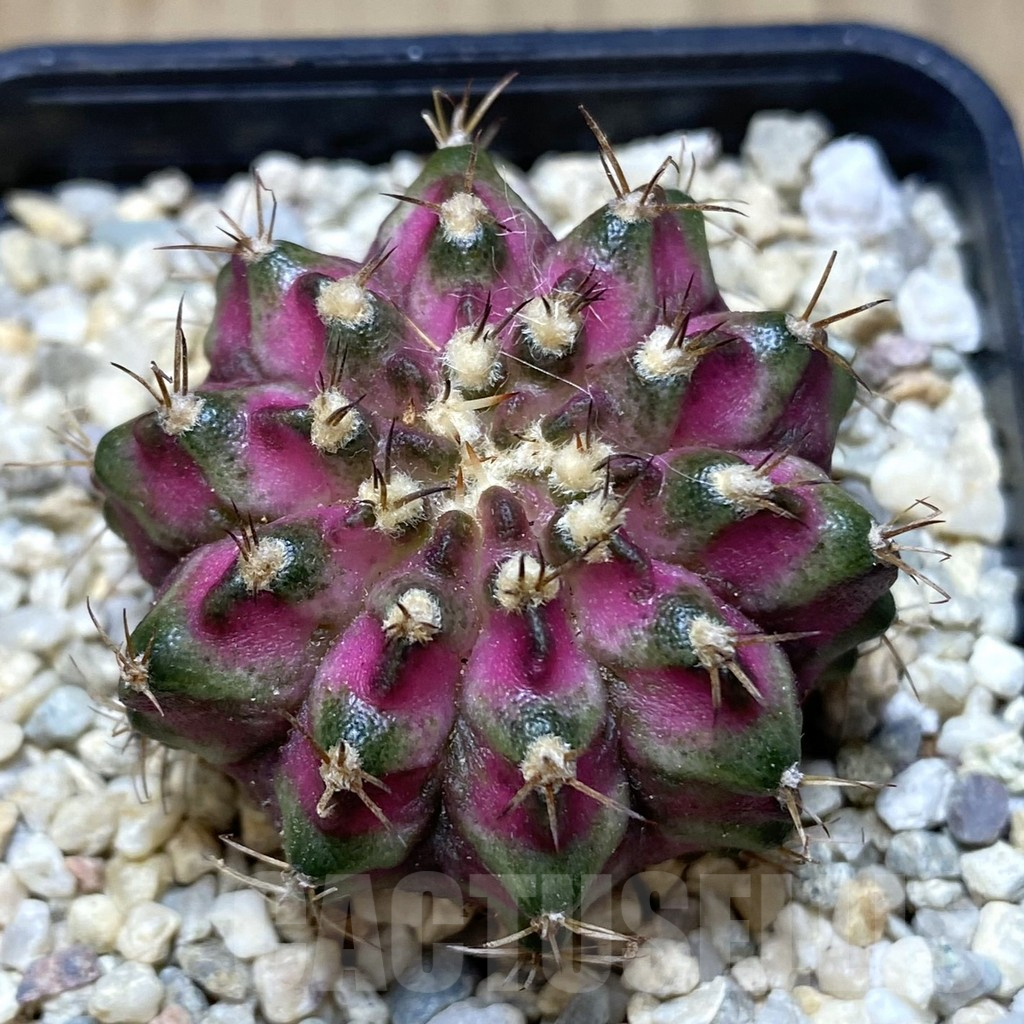 SHPR39424 Gymnocalycium mihanovichii T-Lux