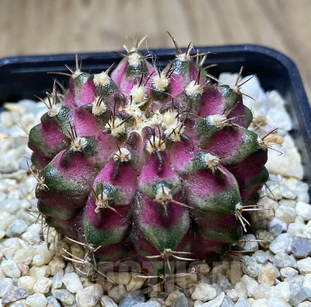 SHPR39424 Gymnocalycium mihanovichii T-Lux - Image 2