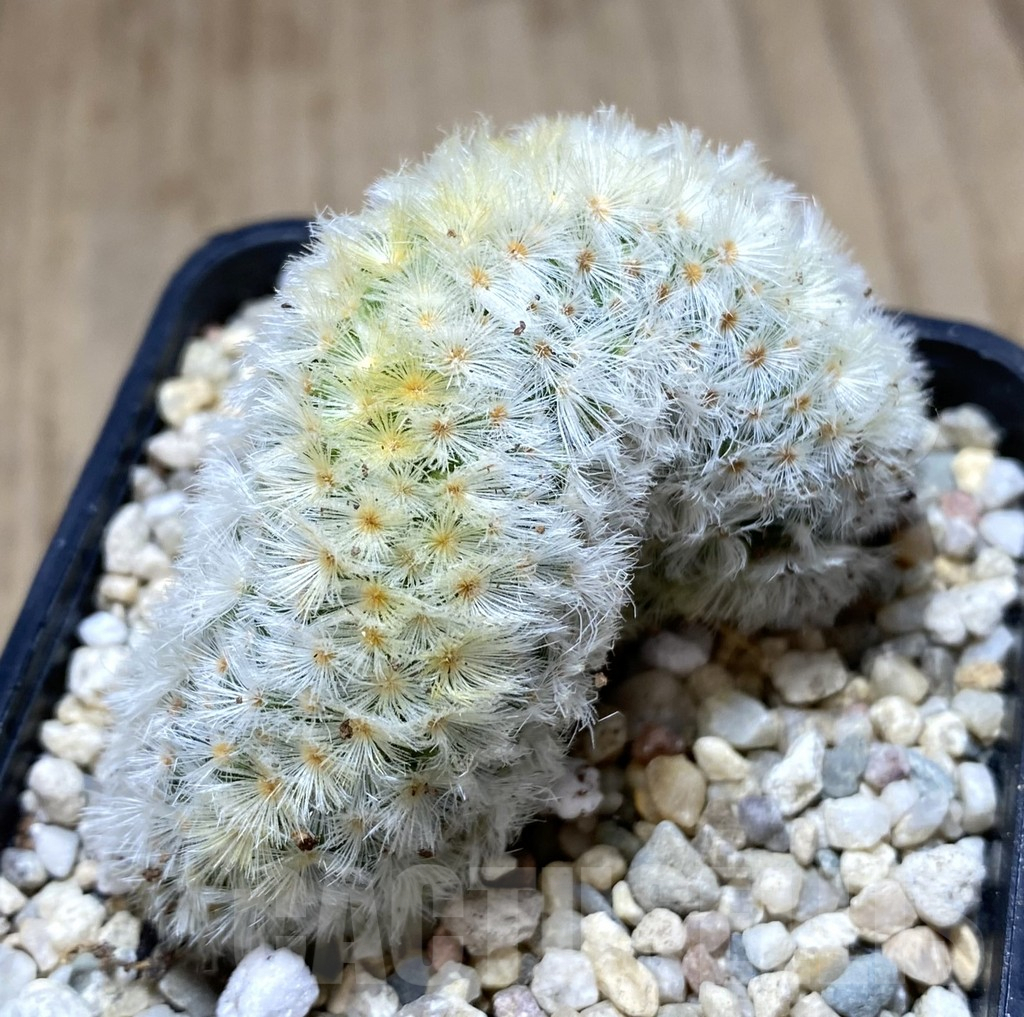SHPR39401 Mammillaria carmenae f. cristata