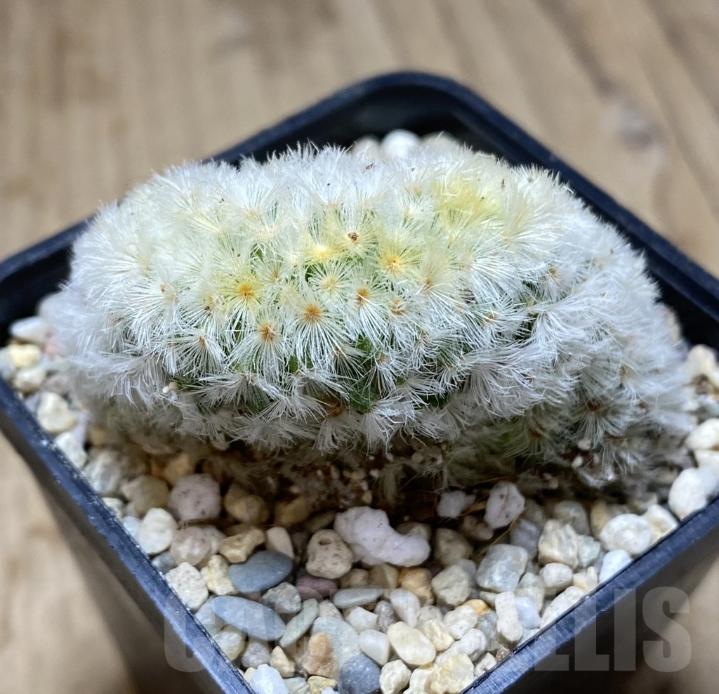 SHPR39401 Mammillaria carmenae f. cristata - Obrázek 2