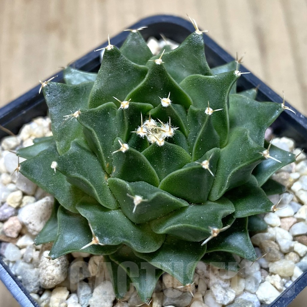 SHPR39467 Obregonia denegrii seedling