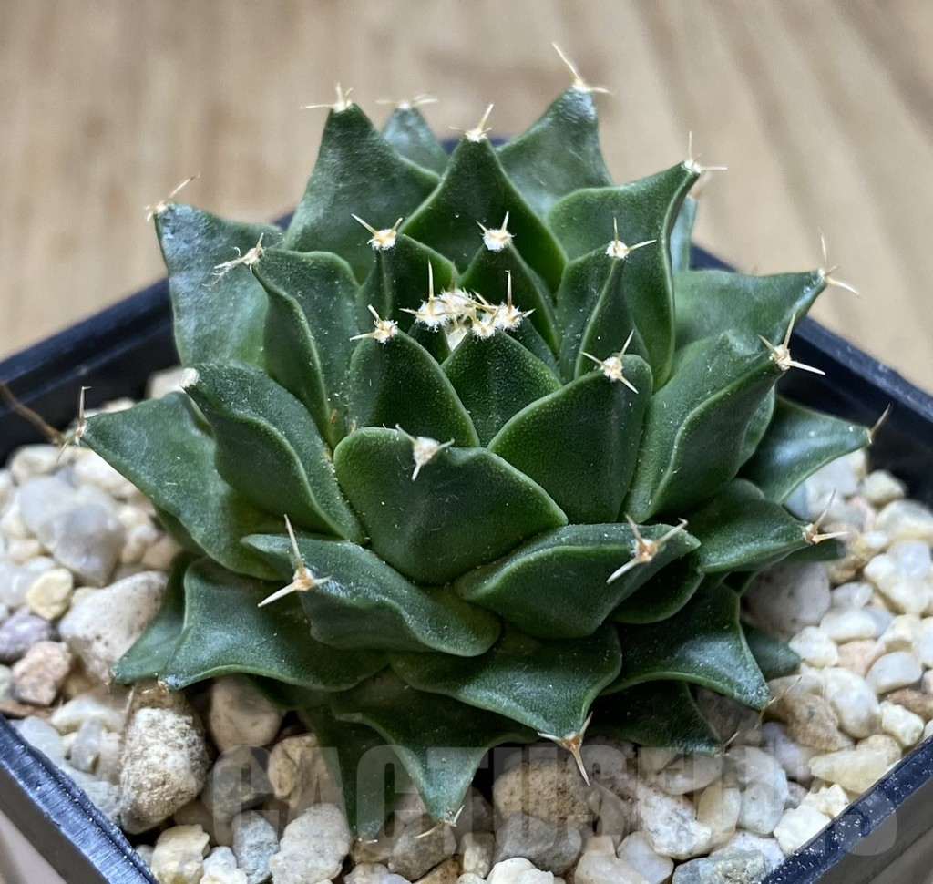 SHPR39467 Obregonia denegrii seedling - 画像 (2)