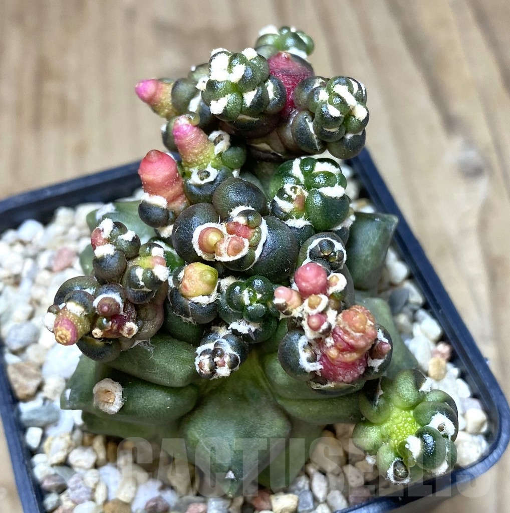 SHPR39470 Gymnocalycium mihanovichii ‘Transformer’