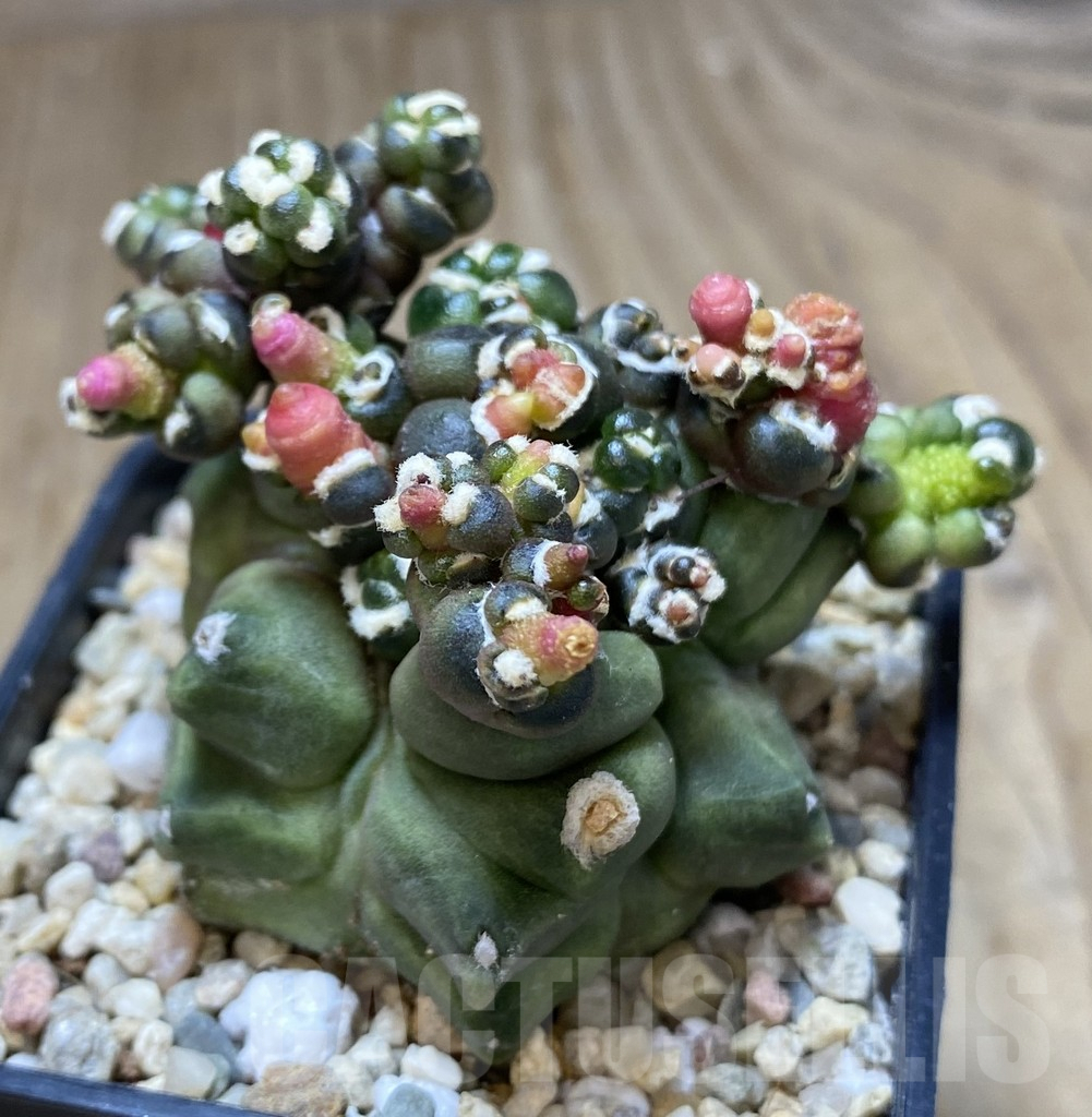 SHPR39470 Gymnocalycium mihanovichii ‘Transformer’ - Image 2