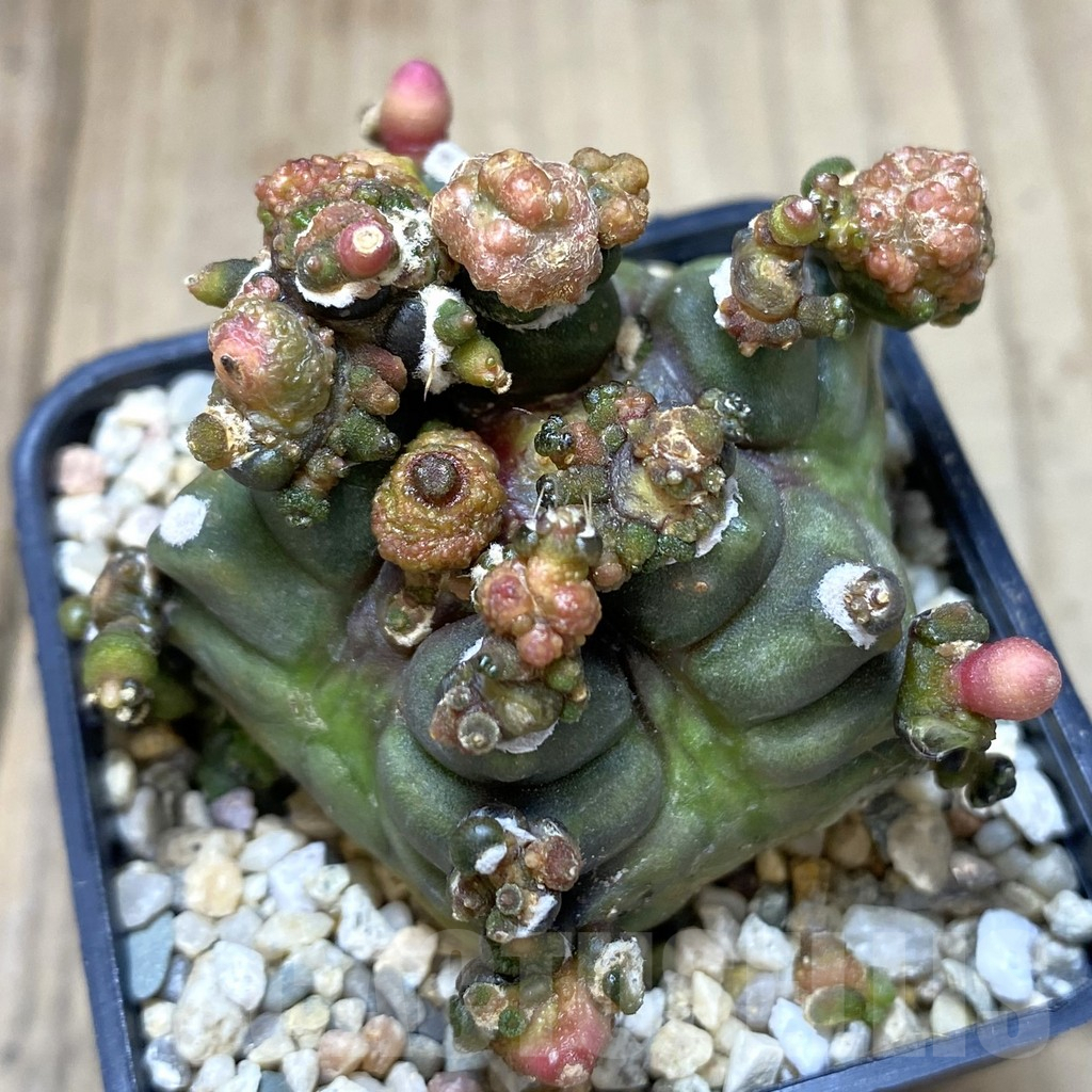 SHPR39471 Gymnocalycium mihanovichii ‘Transformer’