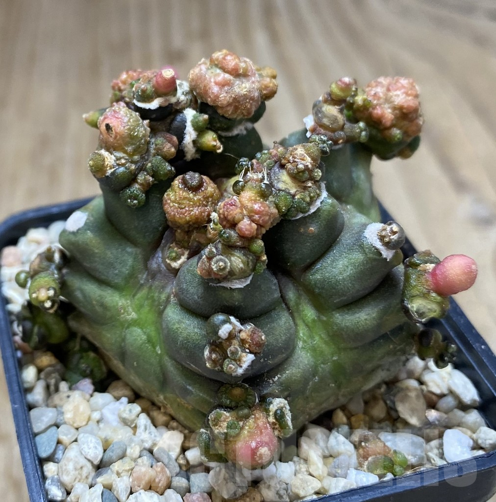 SHPR39471 Gymnocalycium mihanovichii ‘Transformer’ - immagine 2