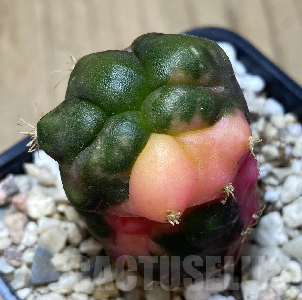 SHPR39472 Gymnocalycium mihanovichii ‘Transformer’ hybrid f. variegata, seedling