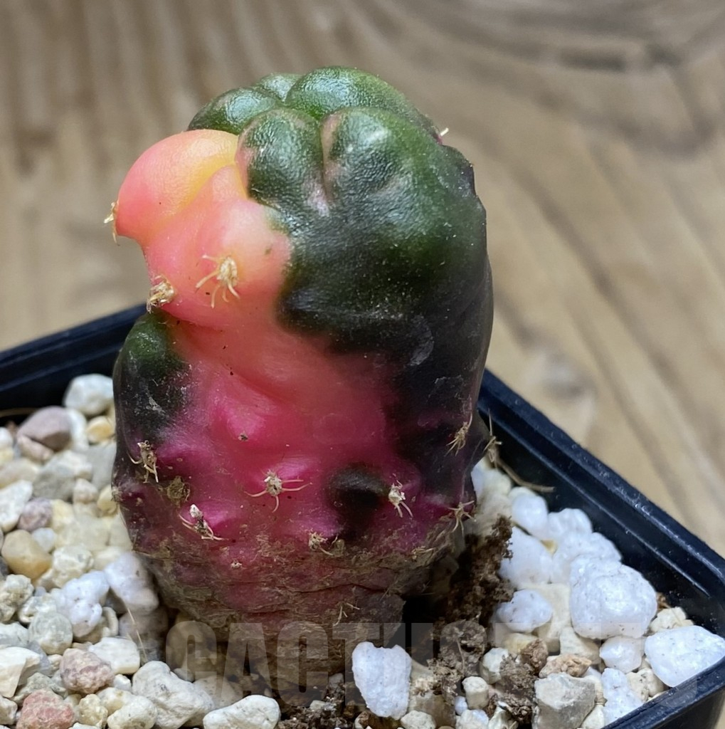 SHPR39472 Gymnocalycium mihanovichii ‘Transformer’ hybrid f. variegata, seedling - Imagen 2