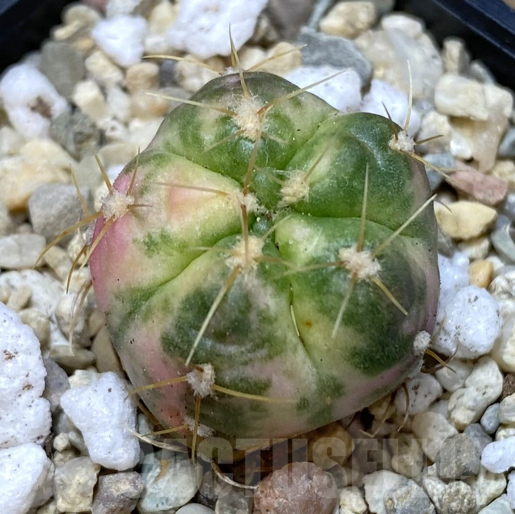 SHPR39476 Gymnocalycium horstii f. variegata