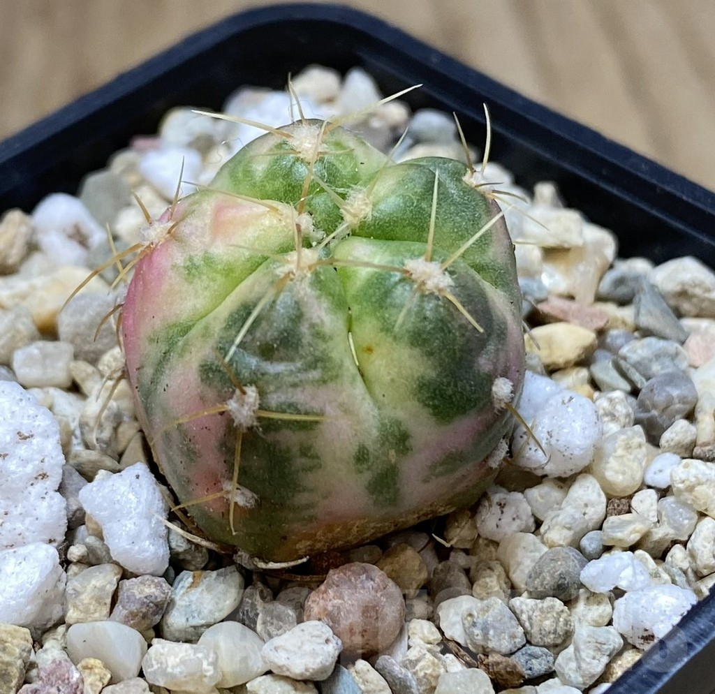SHPR39476 Gymnocalycium horstii f. variegata - Imagen 2