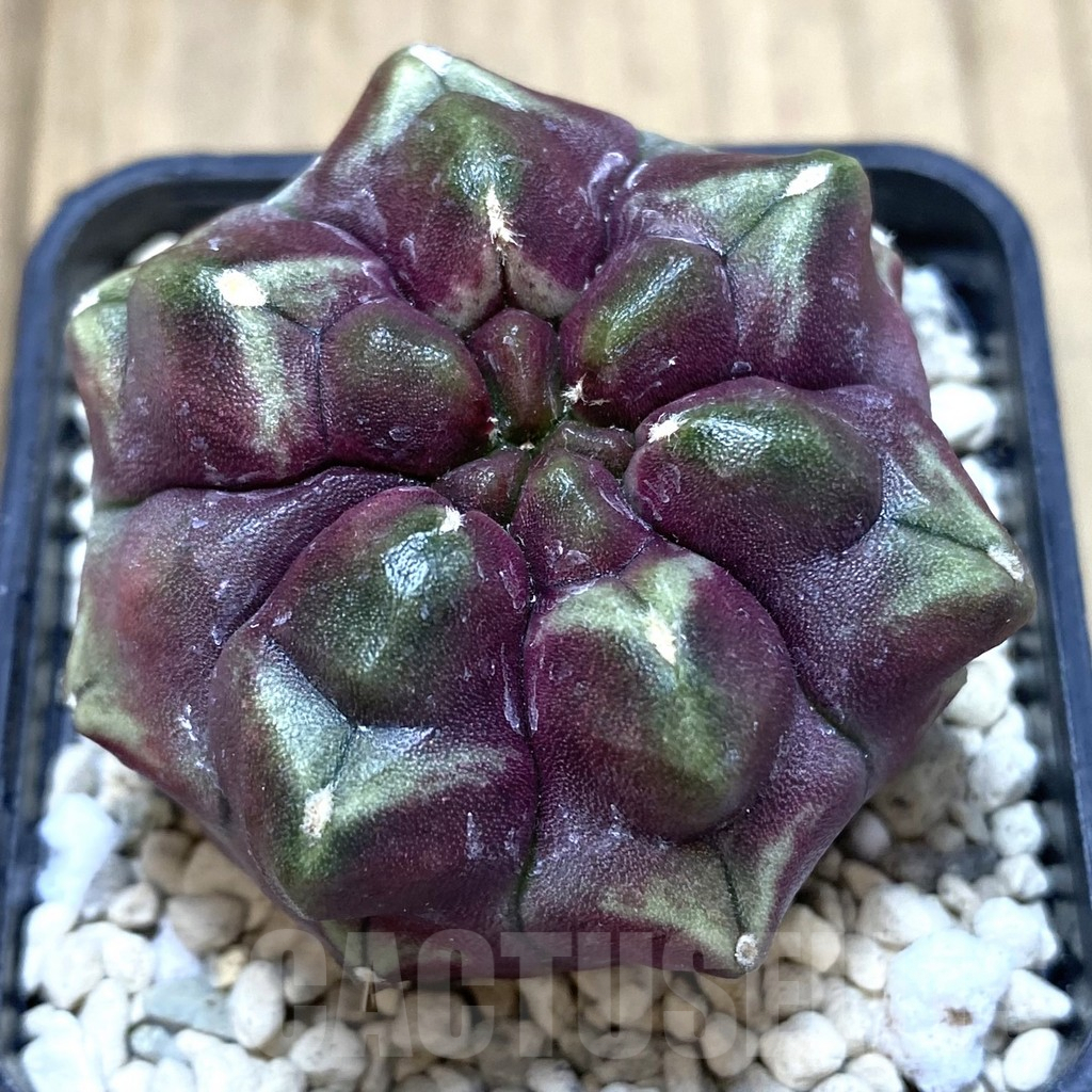 SHPR39485 Gymnocalycium mihanovichii ‘Day Dream’ 6-ribs