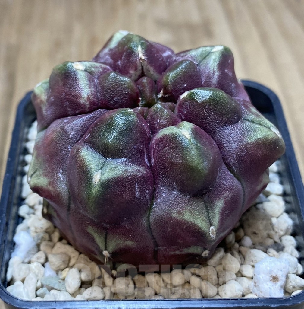 SHPR39485 Gymnocalycium mihanovichii ‘Day Dream’ 6-ribs - Image 2