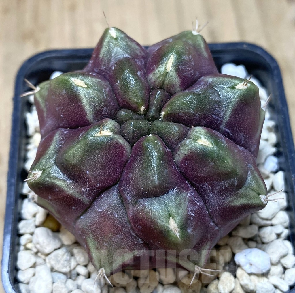 SHPR39486 Gymnocalycium mihanovichii ‘Day Dream’
