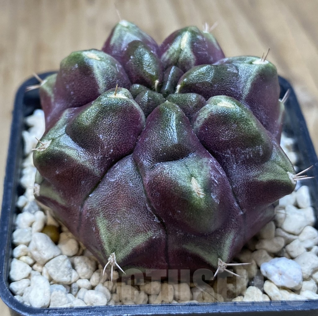 SHPR39486 Gymnocalycium mihanovichii ‘Day Dream’ - Image 2