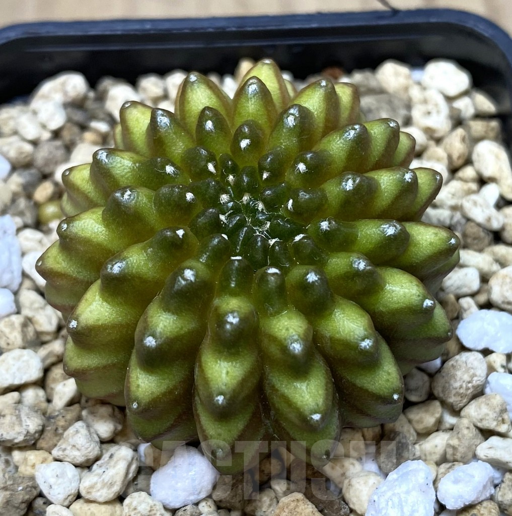 SHPR39488 Gymnocalycium mihanovichii ‘inermis’ seedling