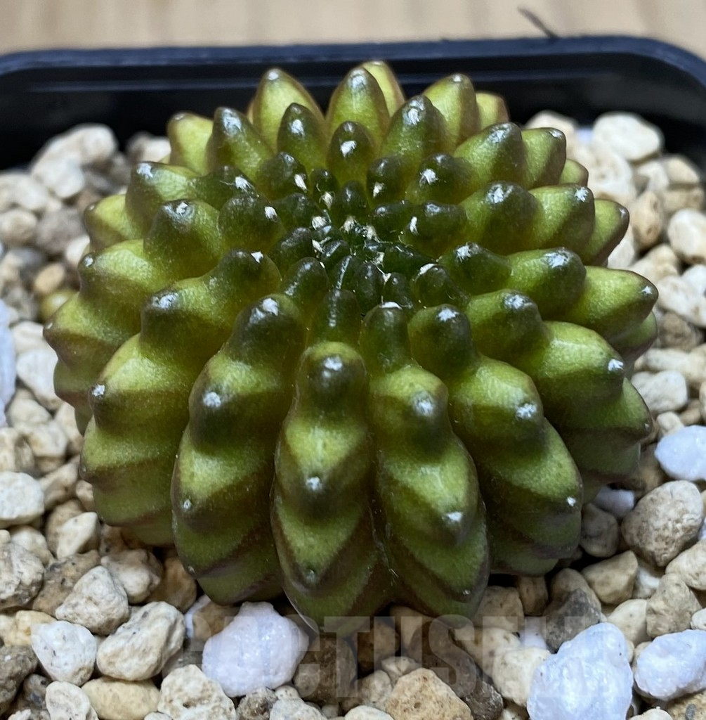 SHPR39488 Gymnocalycium mihanovichii ‘inermis’ seedling - Image 2