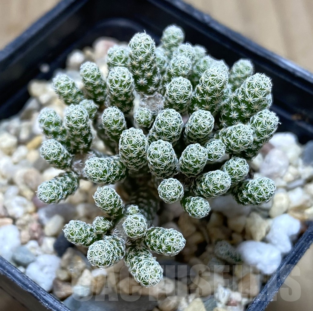 SHPR39434 Turbinicarpus krainzianus v. minimus