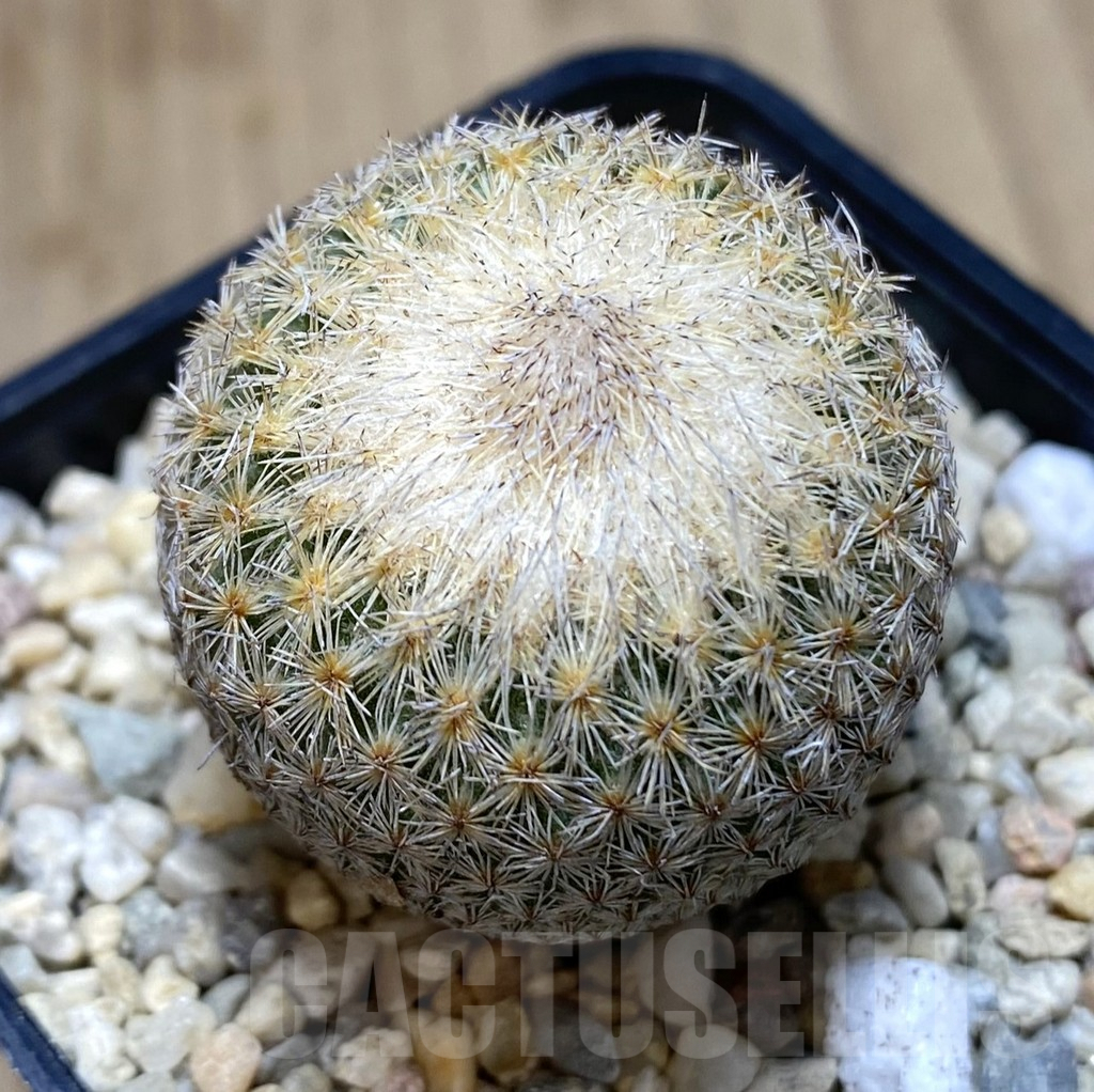 SHPR39442 Epithelantha bokei