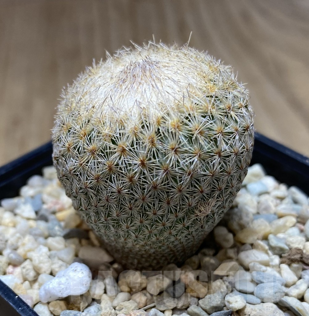 SHPR39442 Epithelantha bokei - immagine 2