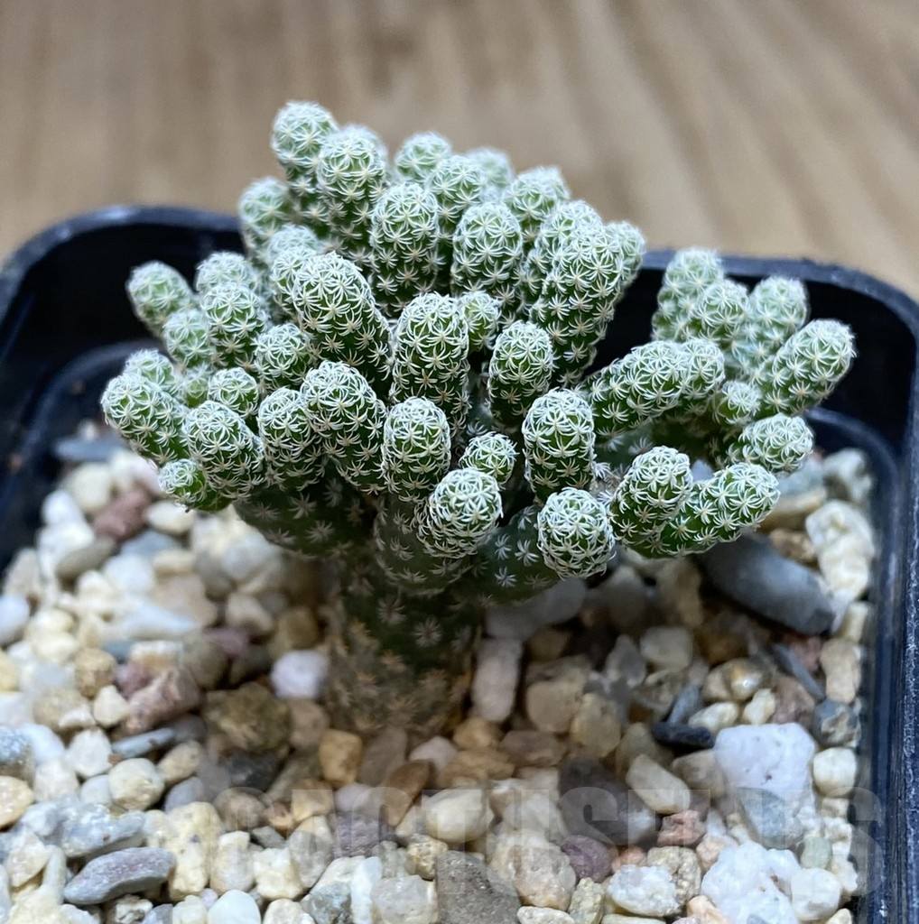 SHPR39434 Turbinicarpus krainzianus v. minimus - immagine 2
