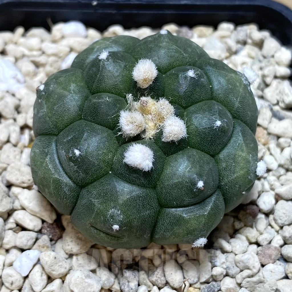 SHPR39447 Astrophytum asterias ‘Kikko’