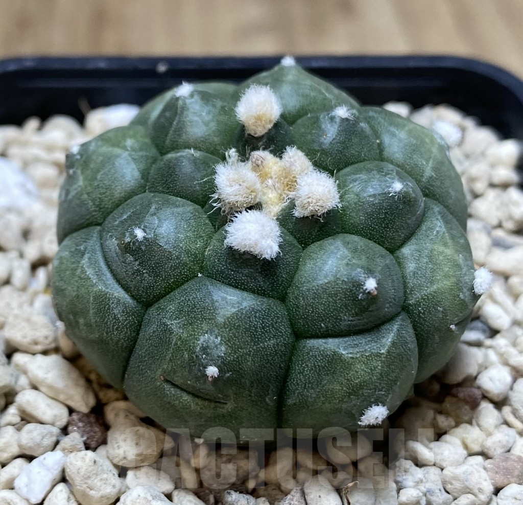 SHPR39447 Astrophytum asterias ‘Kikko’ - Image 2
