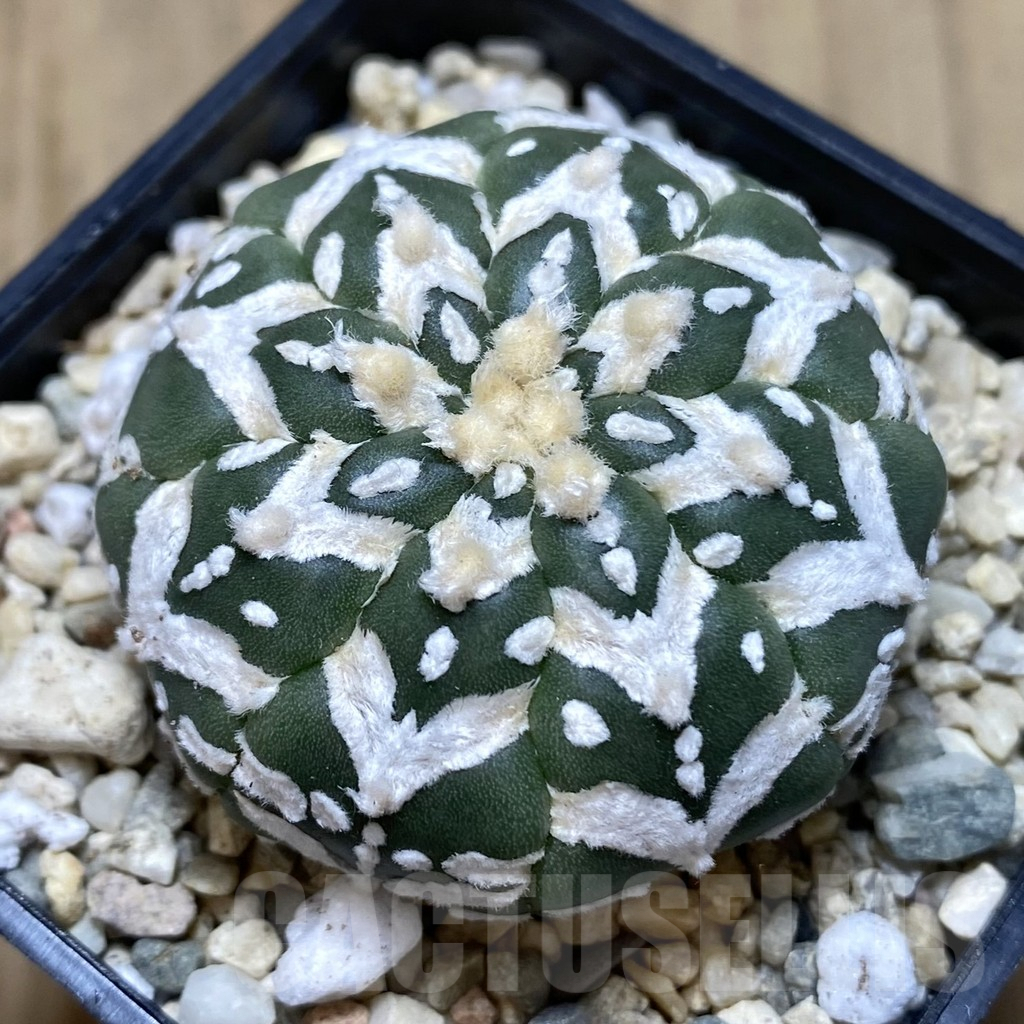 SHPR39450 Astrophytum asterias ‘Super Kabuto’ V-type f. nudum