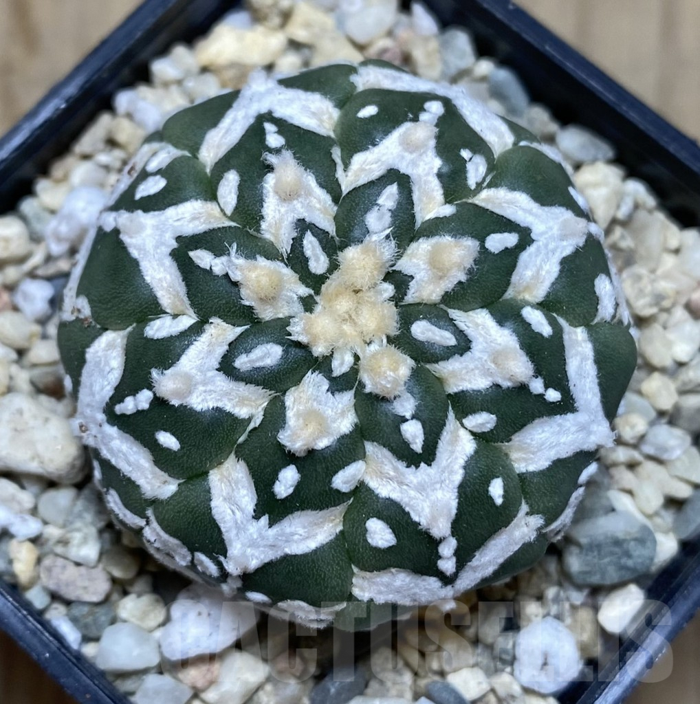 SHPR39450 Astrophytum asterias ‘Super Kabuto’ V-type f. nudum - Image 2