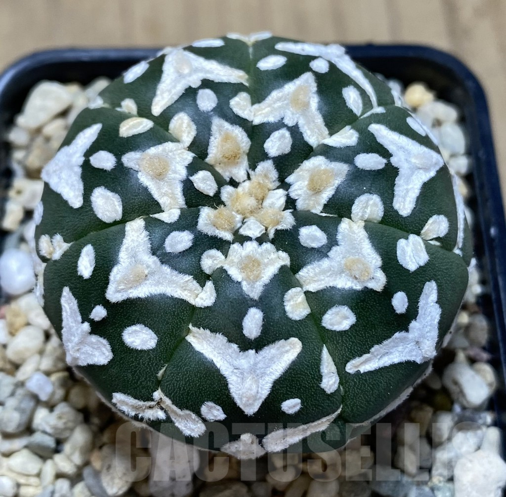 SHPR39451 Astrophytum asterias ‘Super Kabuto’ V-type f. nudum