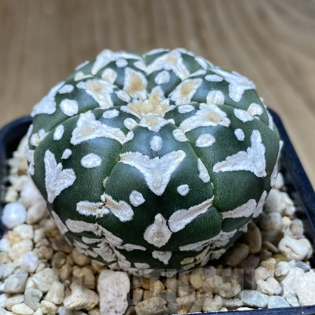 SHPR39451 Astrophytum asterias ‘Super Kabuto’ V-type f. nudum - immagine 2
