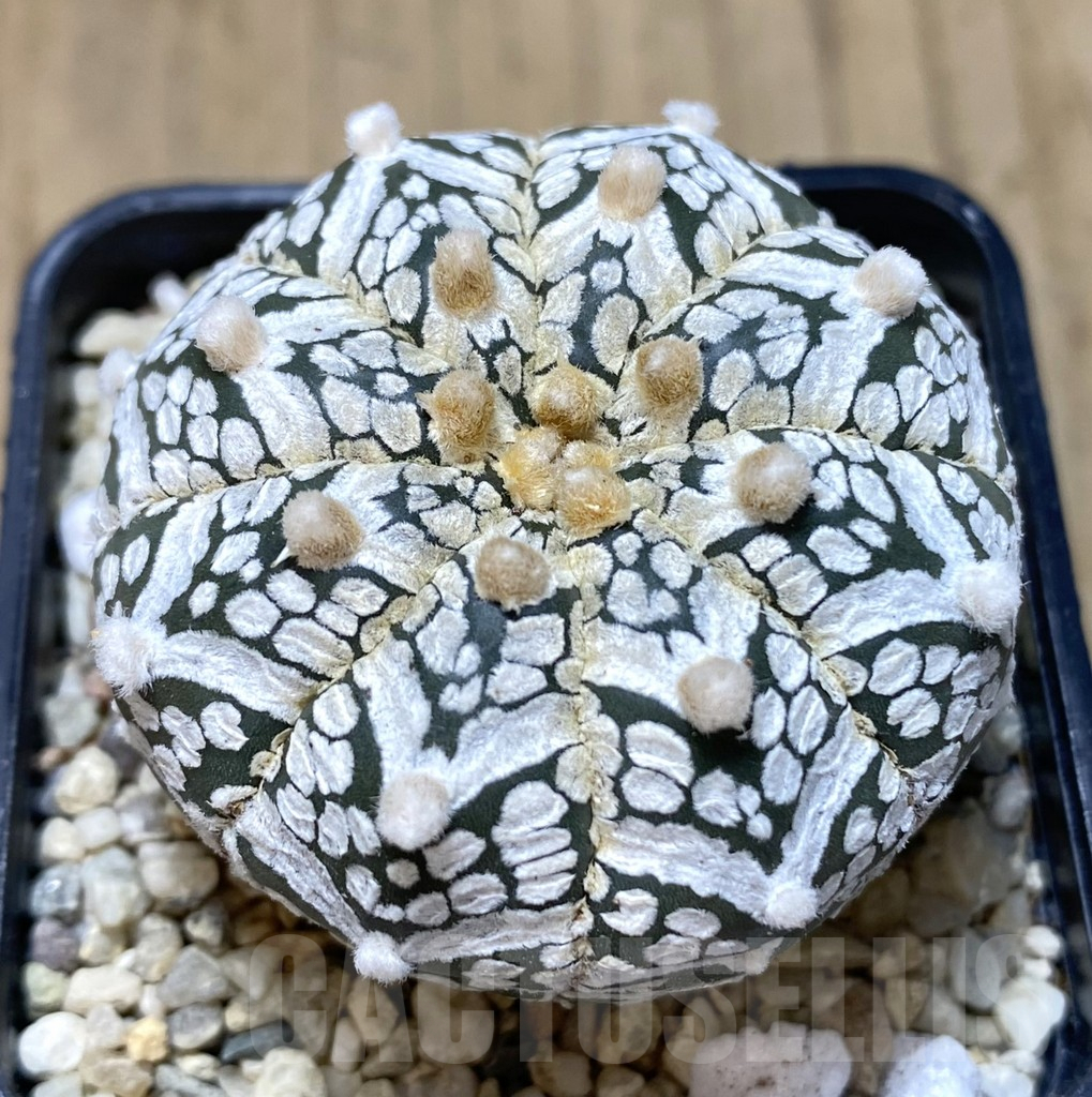 SHPR39453 Astrophytum asterias ‘Super Kabuto’ V-type