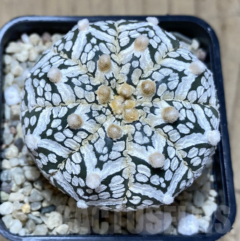 SHPR39453 Astrophytum asterias ‘Super Kabuto’ V-type - Зображення 2