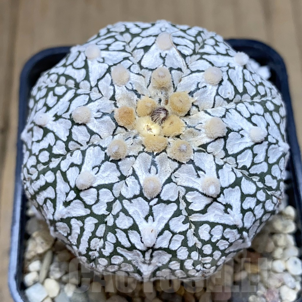 SHPR39454 Astrophytum asterias ‘Super Kabuto’ V-type