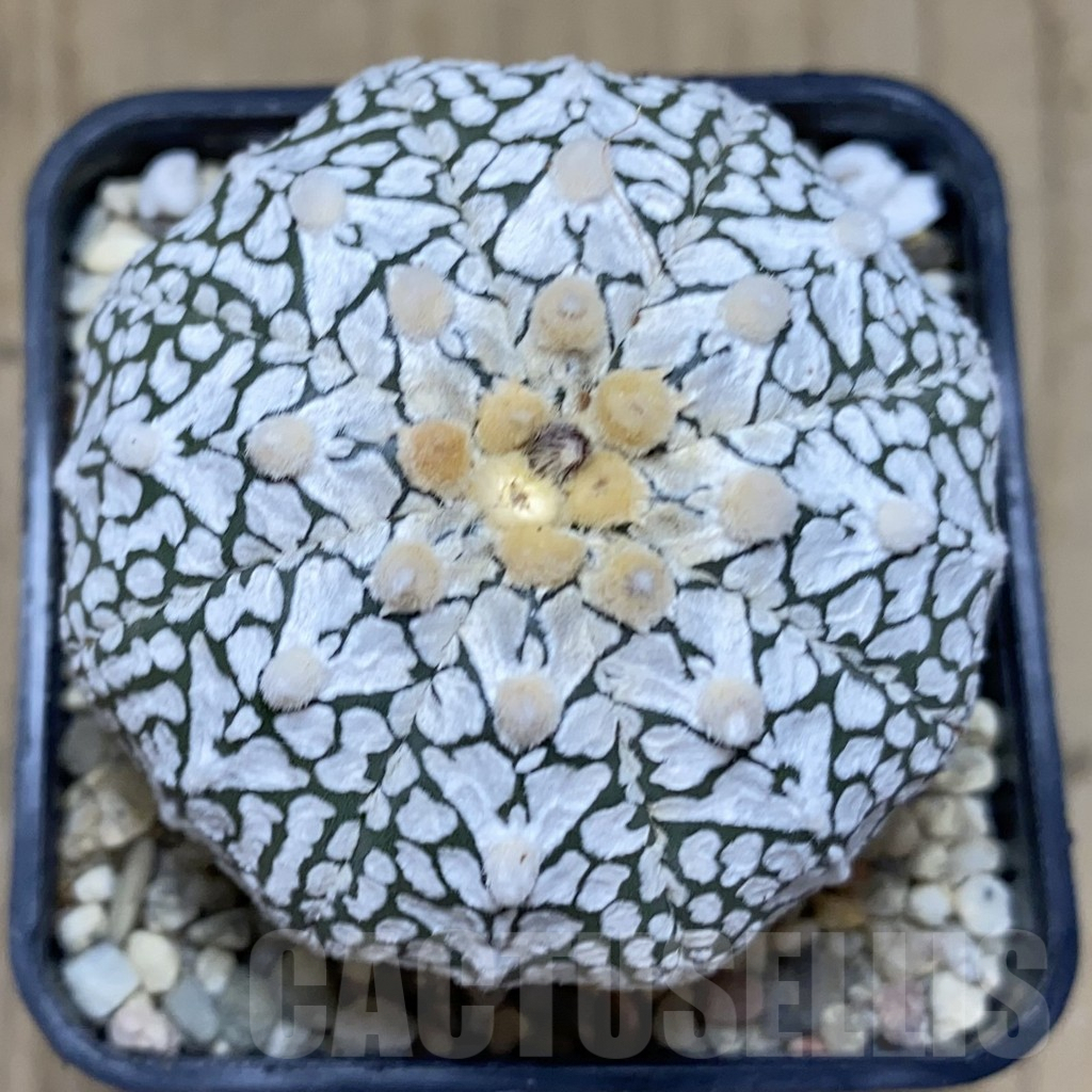 SHPR39454 Astrophytum asterias ‘Super Kabuto’ V-type - Зображення 2