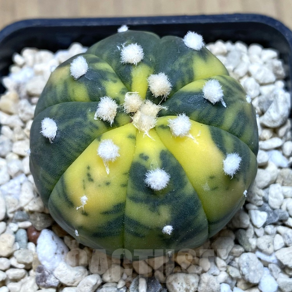 SHPR39459 Astrophytum asterias f. variegata