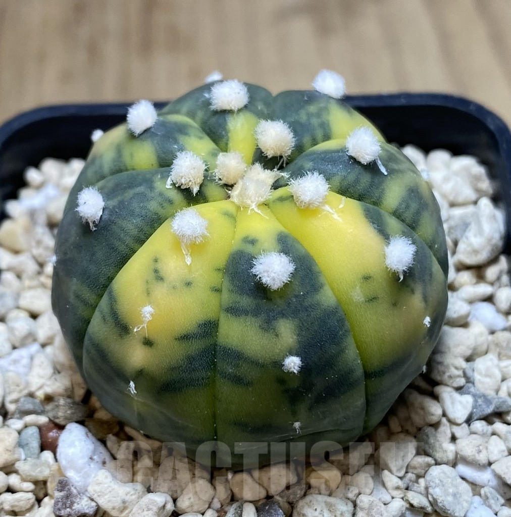 SHPR39459 Astrophytum asterias f. variegata - Image 2