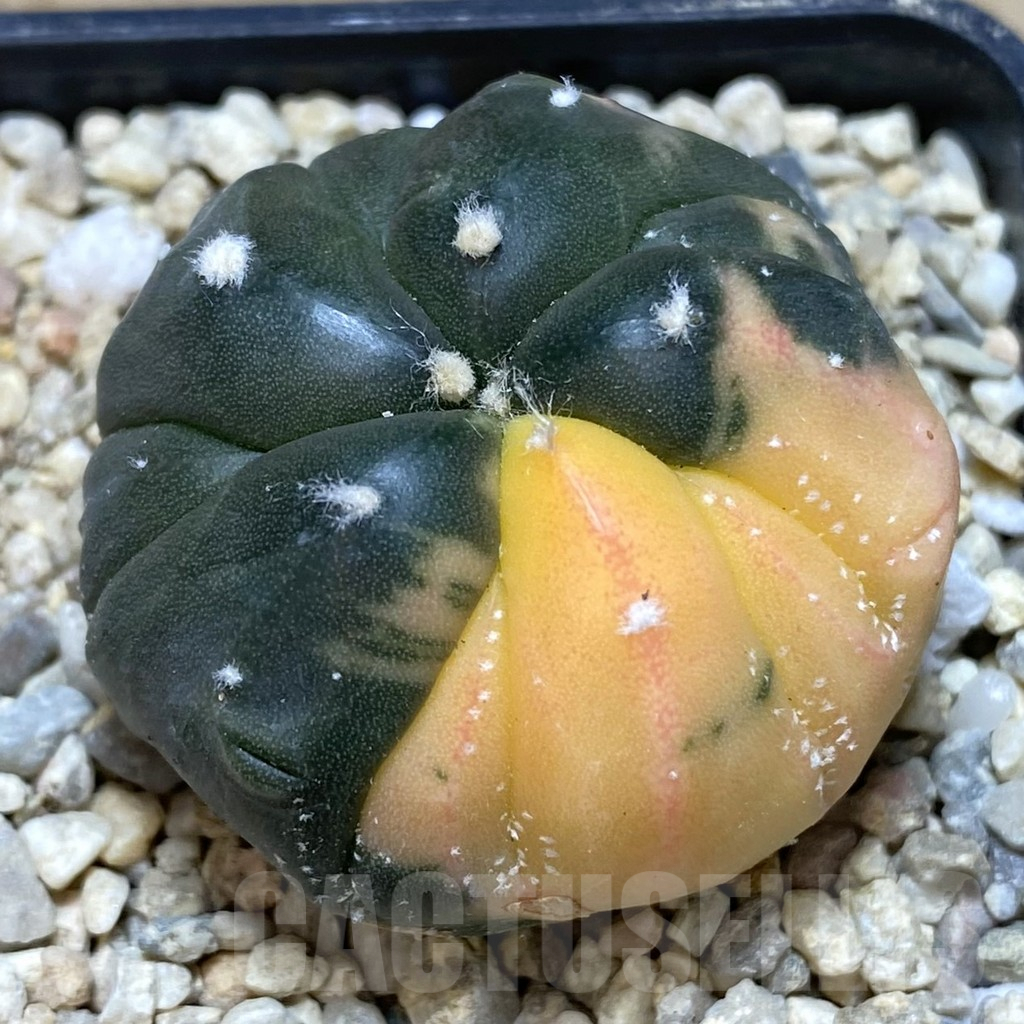 SHPR39462 Astrophytum asterias ‘Kikko’ f. variegata 5-ribs