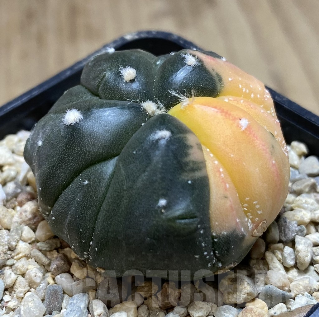 SHPR39462 Astrophytum asterias ‘Kikko’ f. variegata 5-ribs - Зображення 2