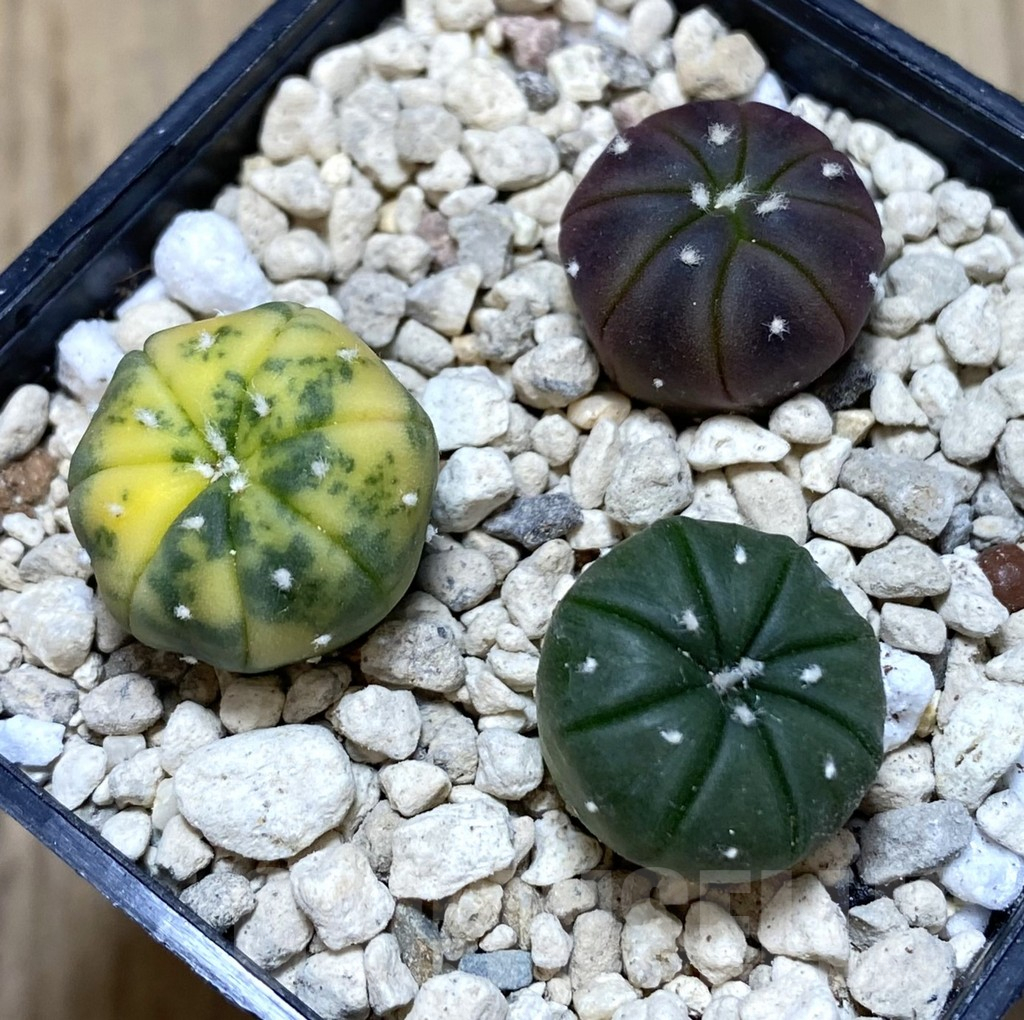SHPR39465 Astrophytum asterias mix