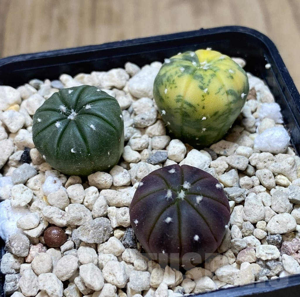 SHPR39465 Astrophytum asterias mix - Imagen 2
