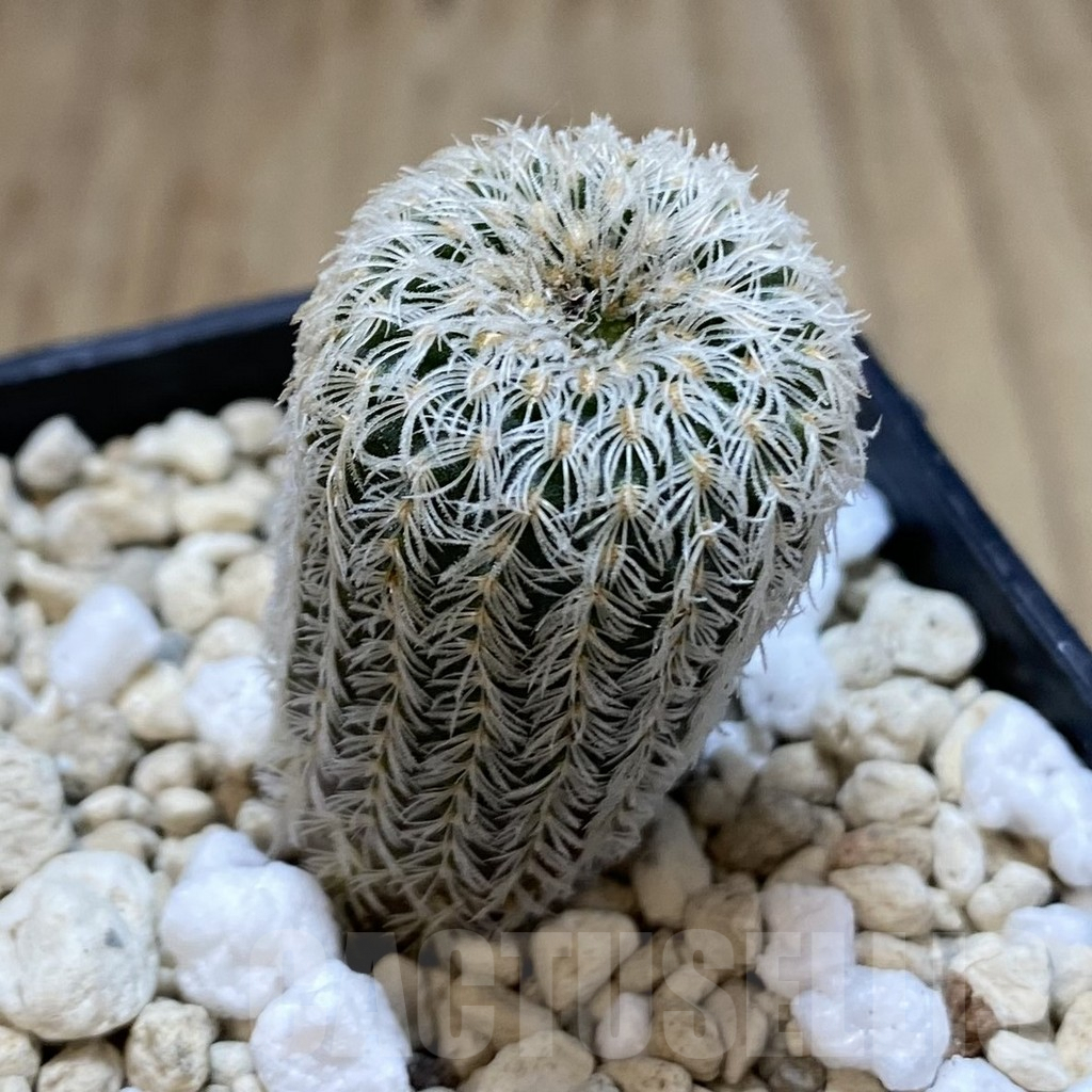 SHPR39645 Frailea densispina - Image 2